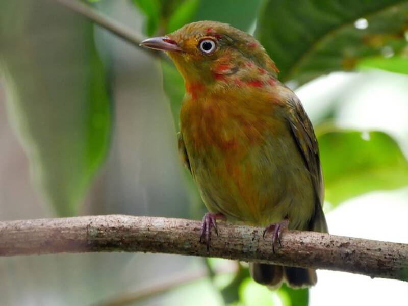 Karmesinhauben-Manakin