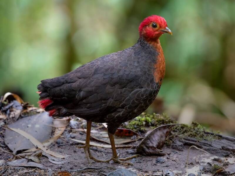 Crimson-headed Partridge