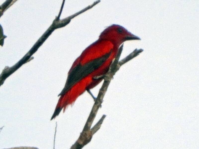 Cotinga pourpre