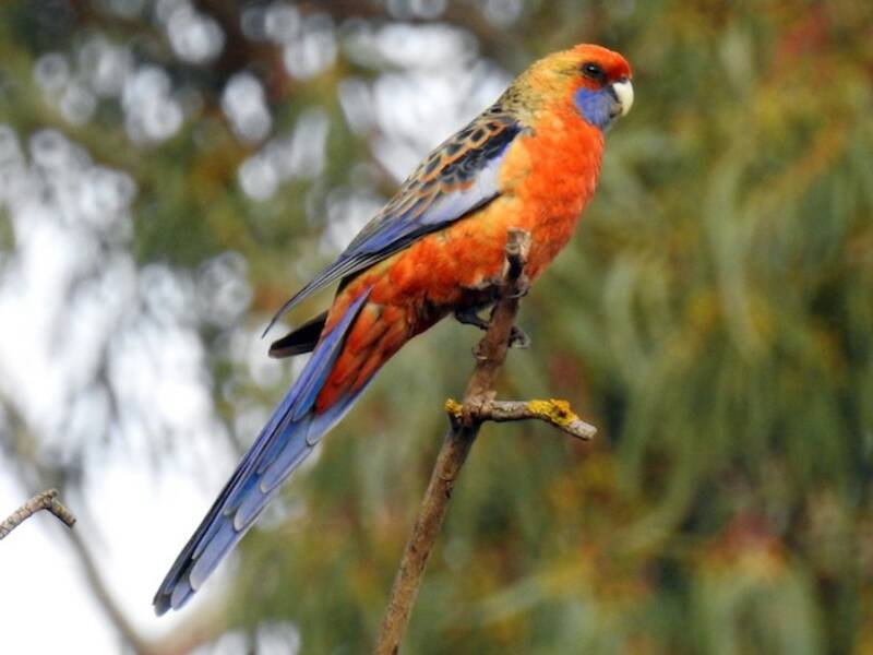Crimson Rosella (Platycercus elegans)