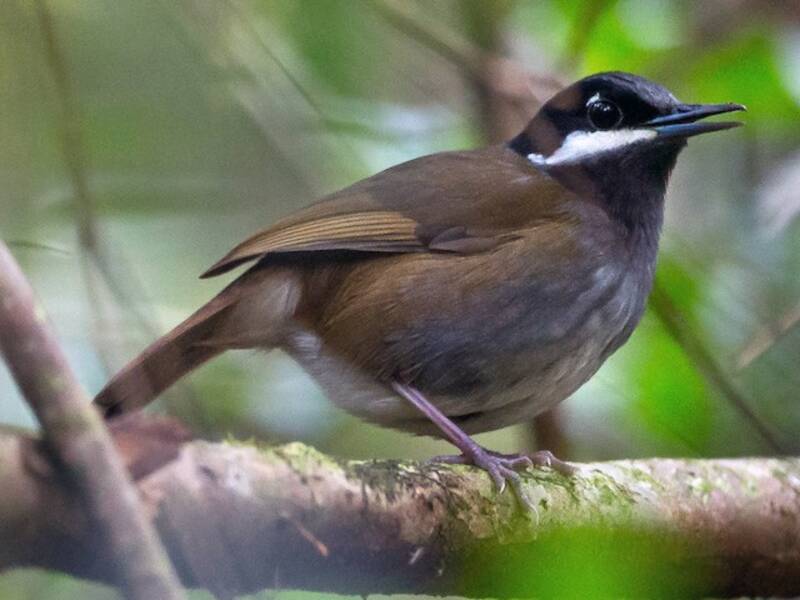 Crossley's Vanga (Mystacornis crossleyi)