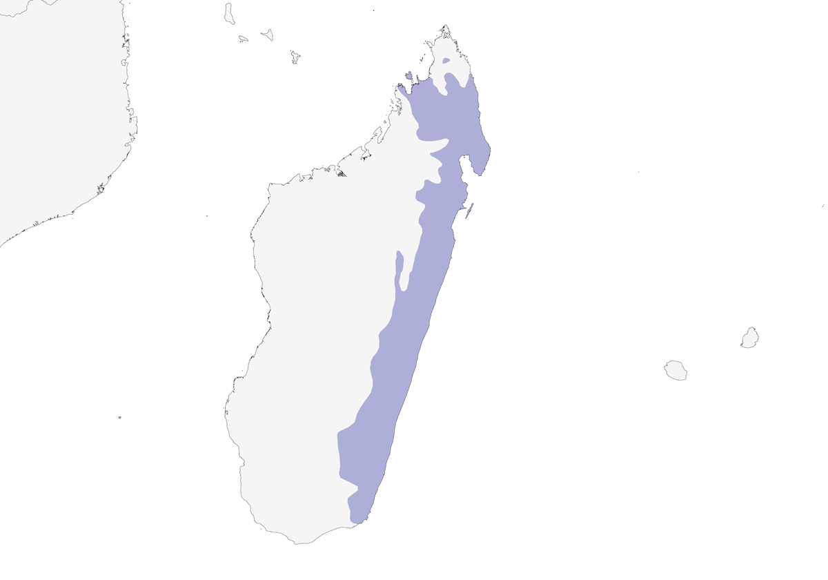 Vanga de Crossley, Distribución 1