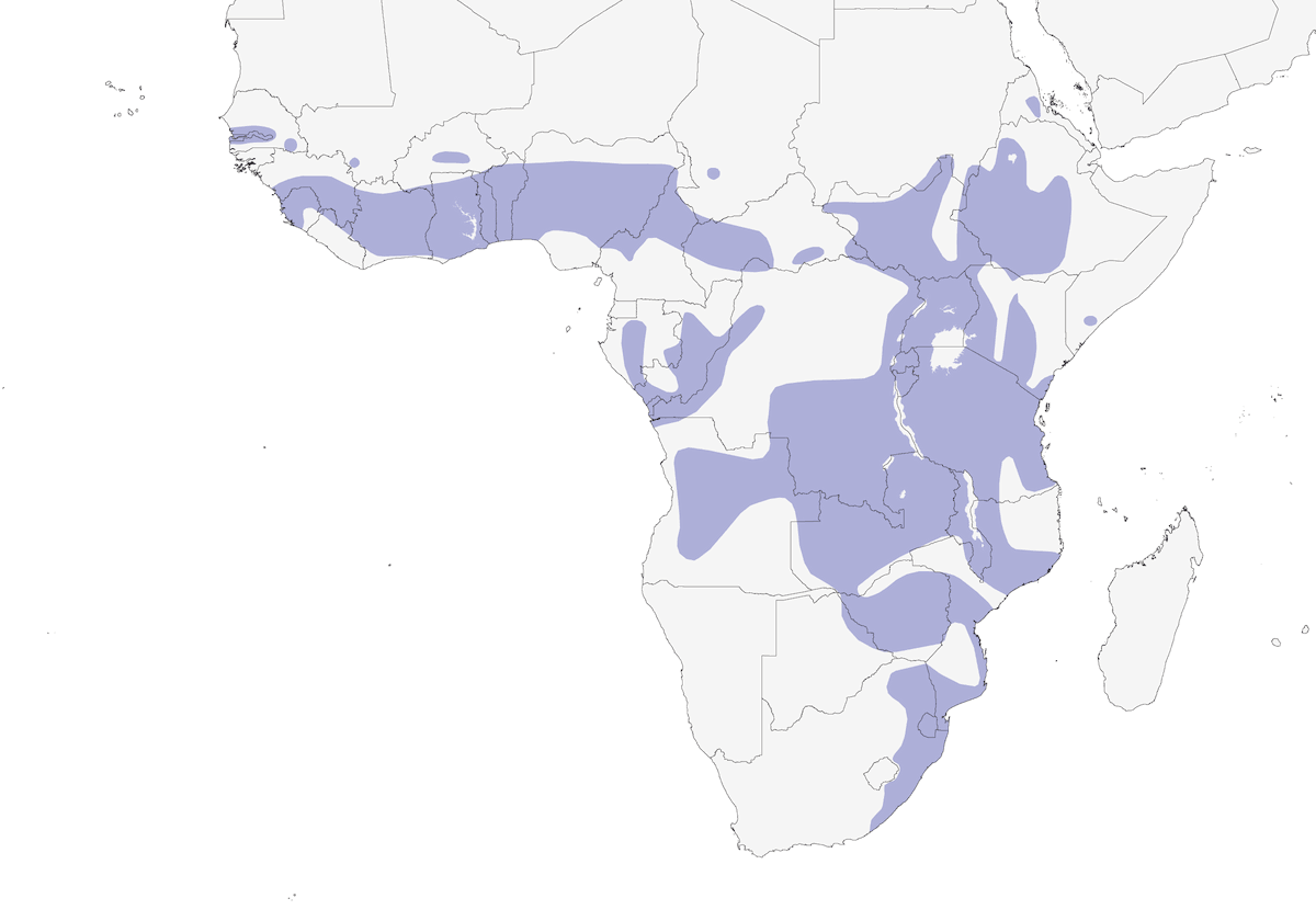 Cistícola Chirriante, Distribución 1