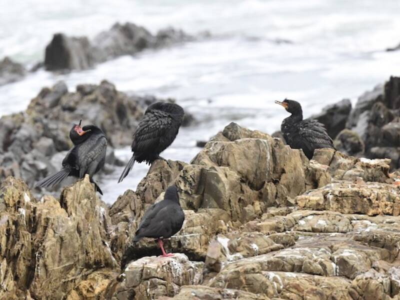 Crowned Cormorant, Photos 4