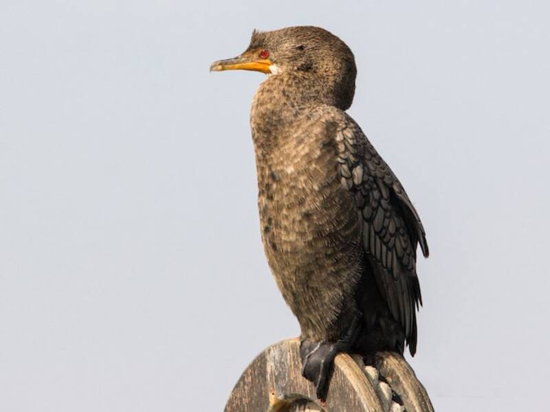 Crowned Cormorant, Photos 3