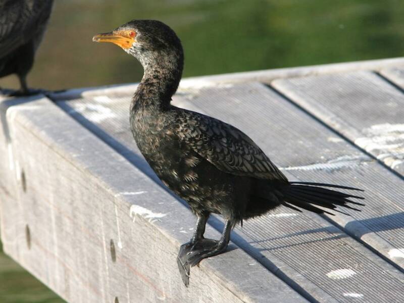Crowned Cormorant, Photos 2