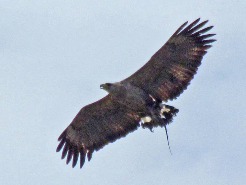 Chaco Eagle, Photos 2