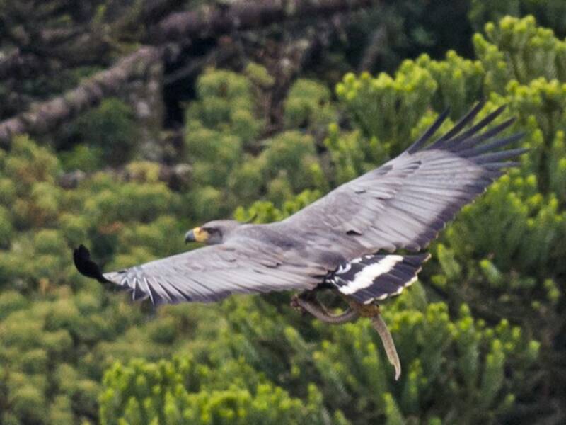 Aquila del Chaco