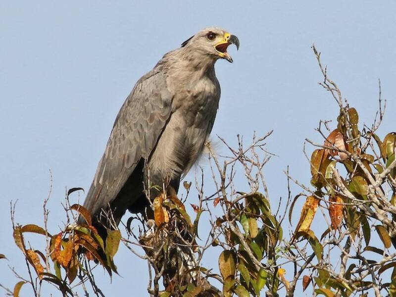Chaco Eagle, Photos 3