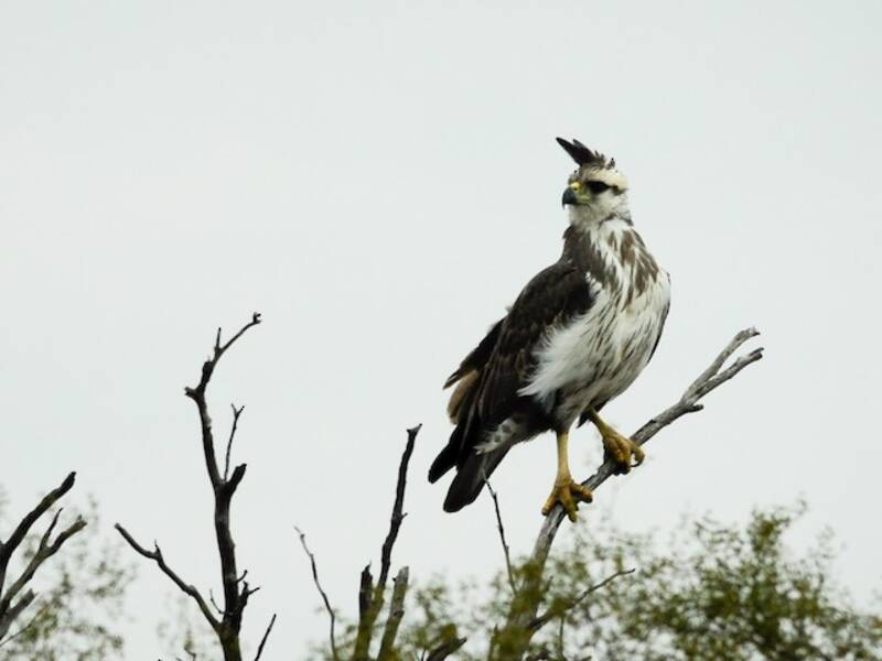Chaco Eagle, Photos 4