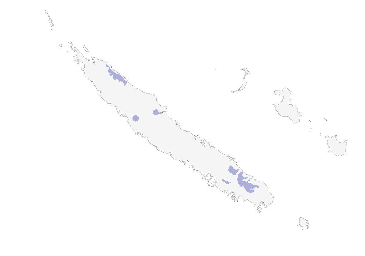 Mielero Cuervo, Distribución 1