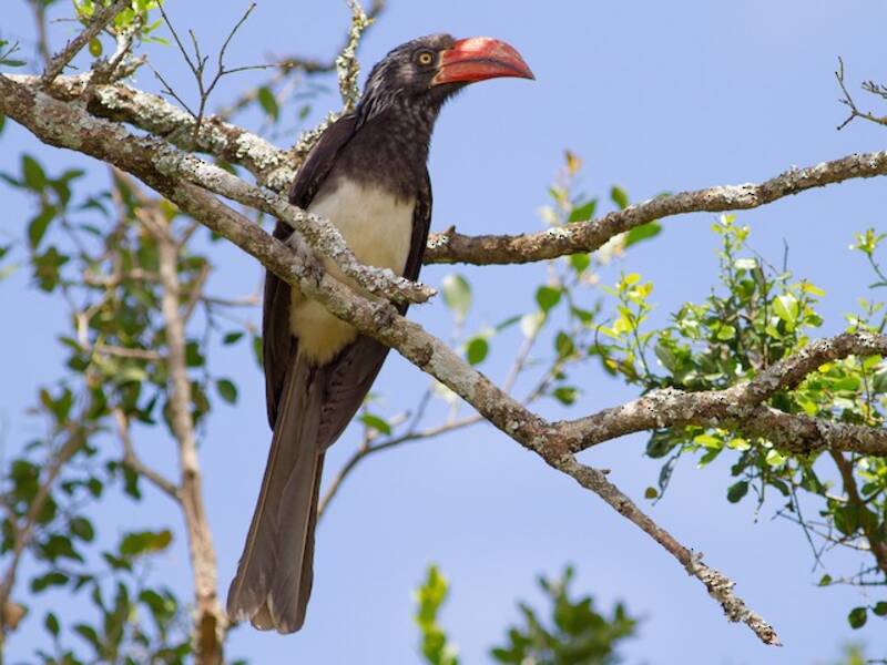 Crowned Hornbill, Photos 4