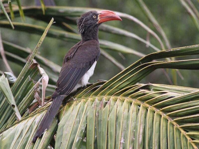 Crowned Hornbill