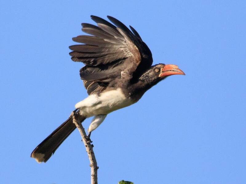 Crowned Hornbill, Photos 2