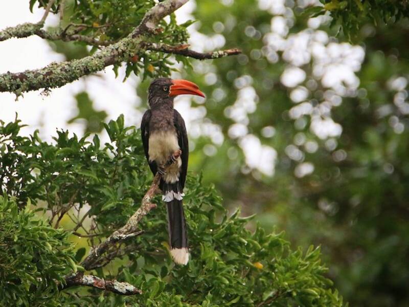 Crowned Hornbill, Photos 3