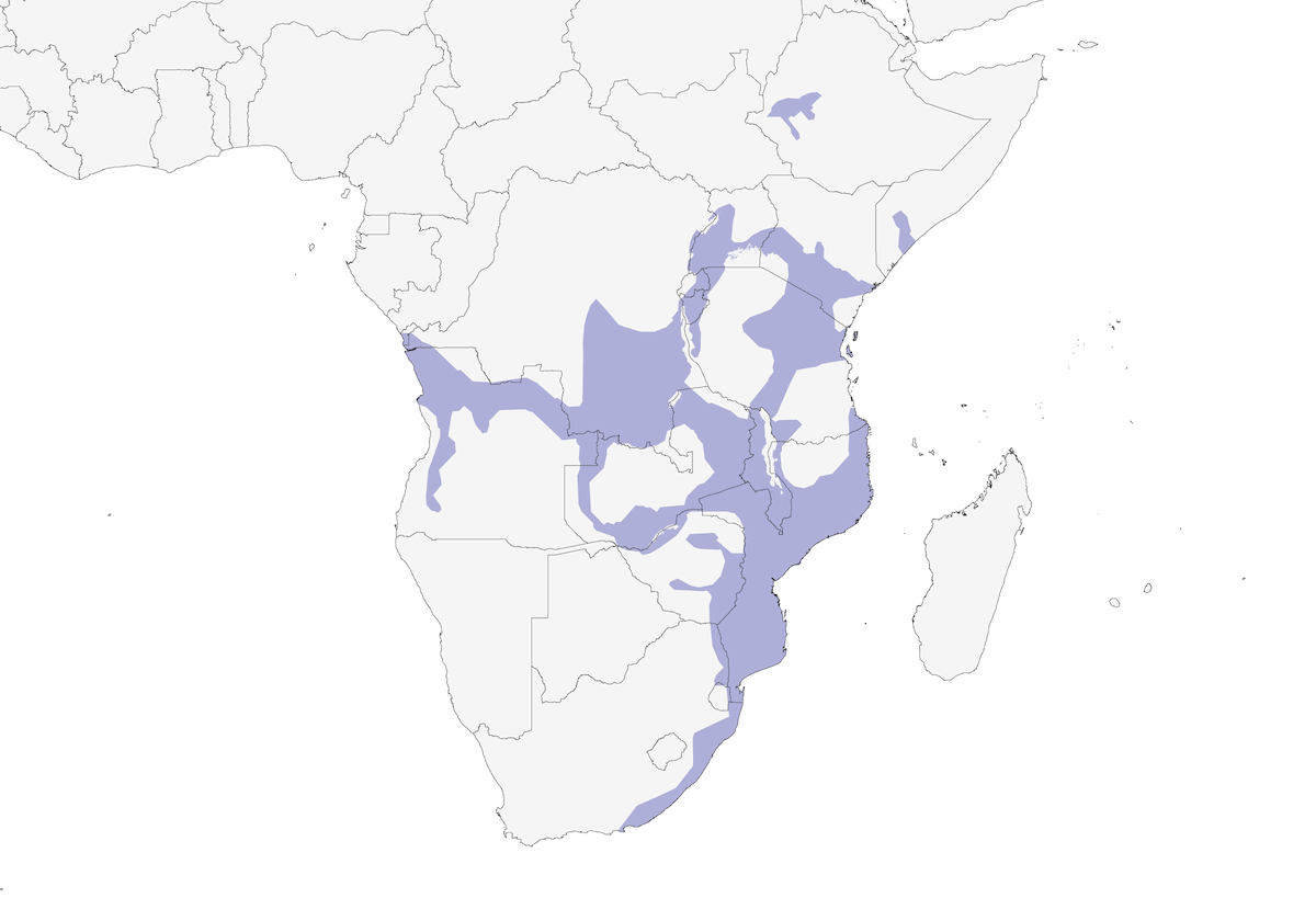 Crowned Hornbill, Distribution 1