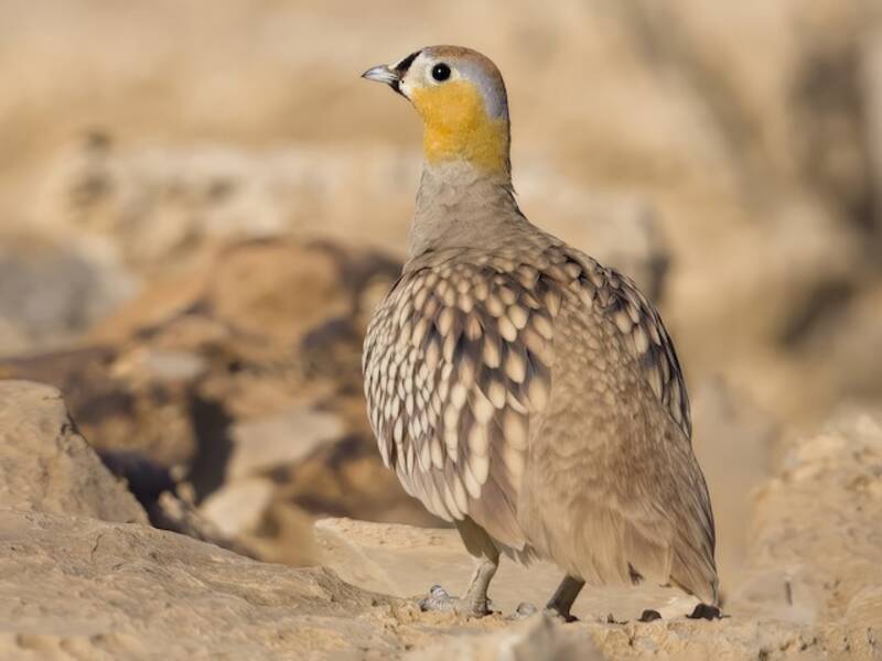 Grandule coronata, Foto 4