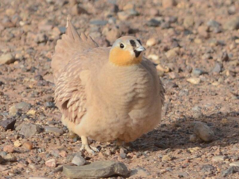 Grandule coronata, Foto 2