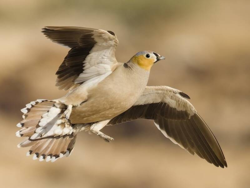 Grandule coronata, Foto 3