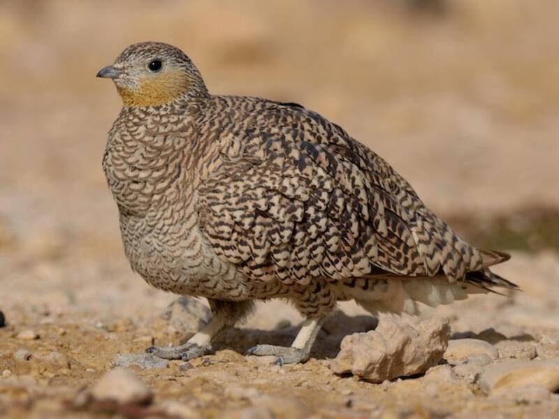 Grandule coronata