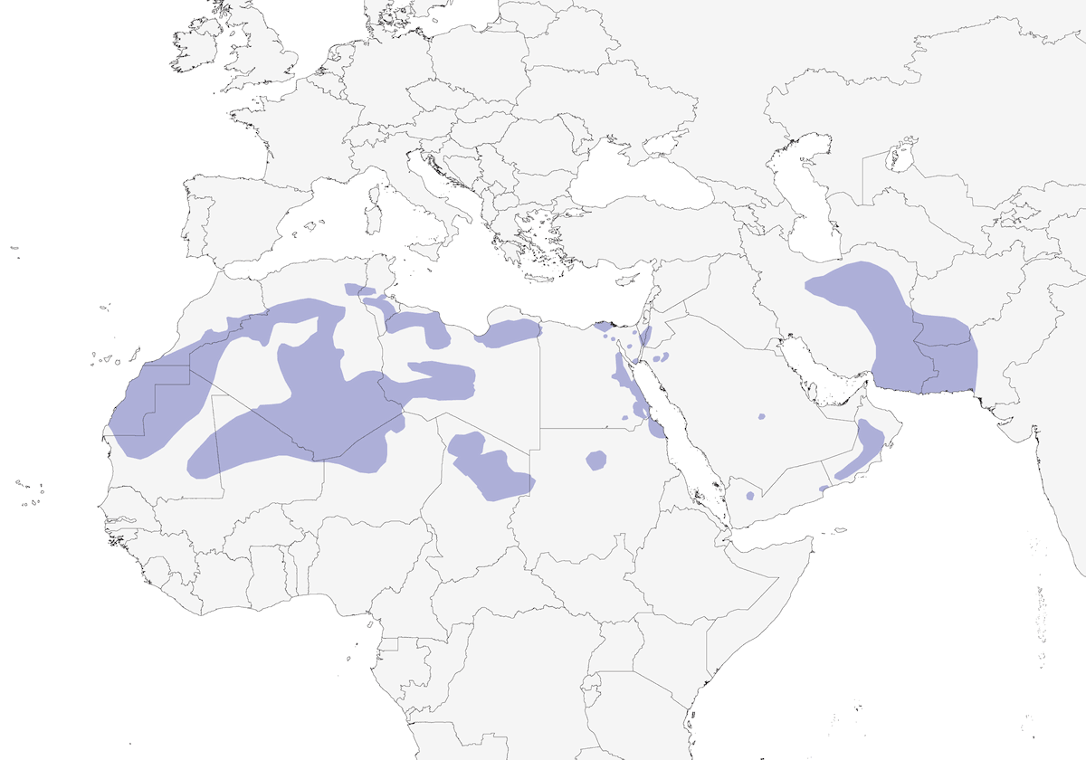 Grandule coronata, Distribuzione 1