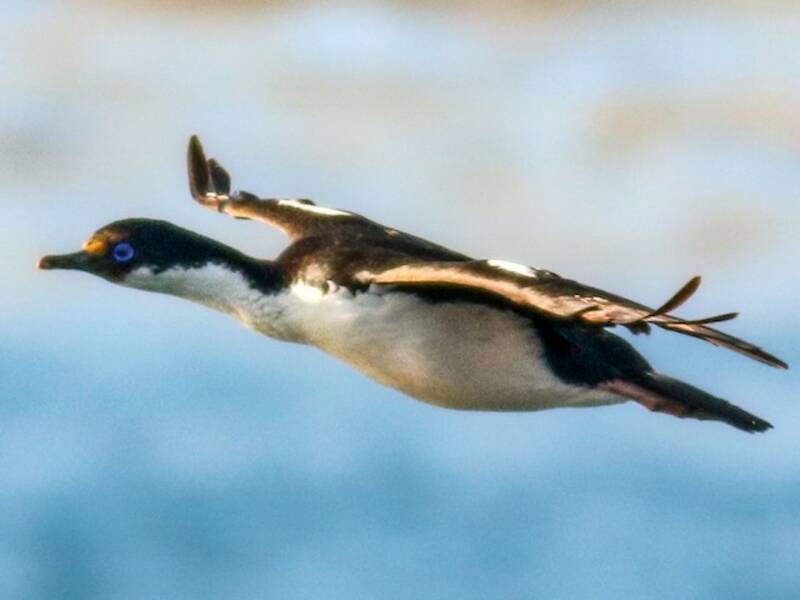 Crozet-Kormoran, Fotos 3