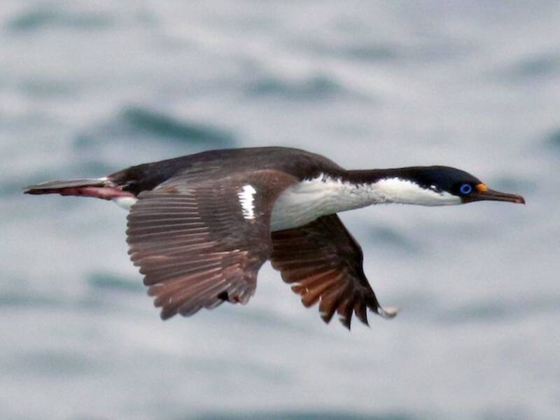Crozet-Kormoran, Fotos 4