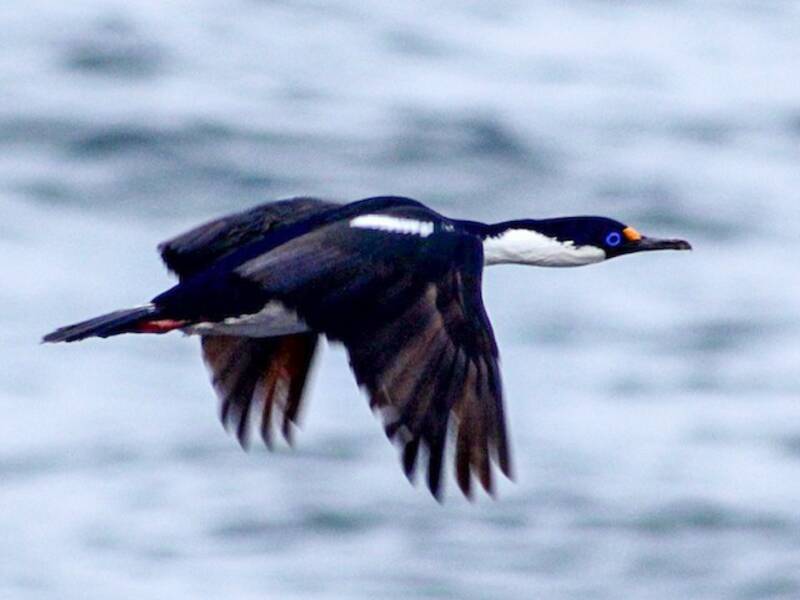 Cormorán de Crozet
