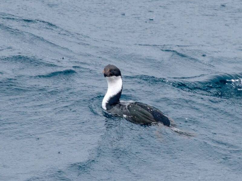 Crozet-Kormoran, Fotos 2