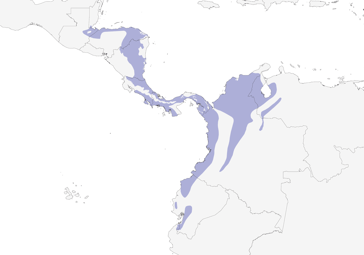 Ninfa Coronada, Distribución 1