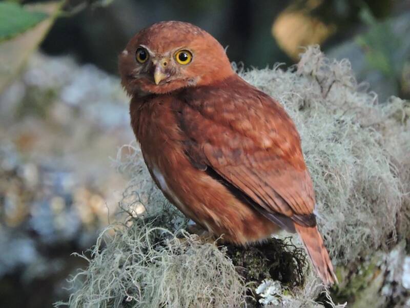 Costa-Rica-Sperlingskauz