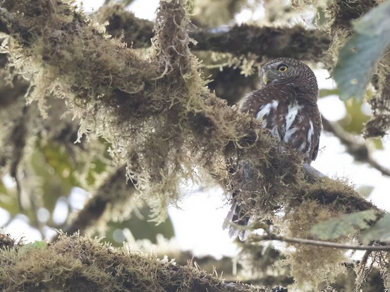 Costa-Rica-Sperlingskauz, Fotos 4