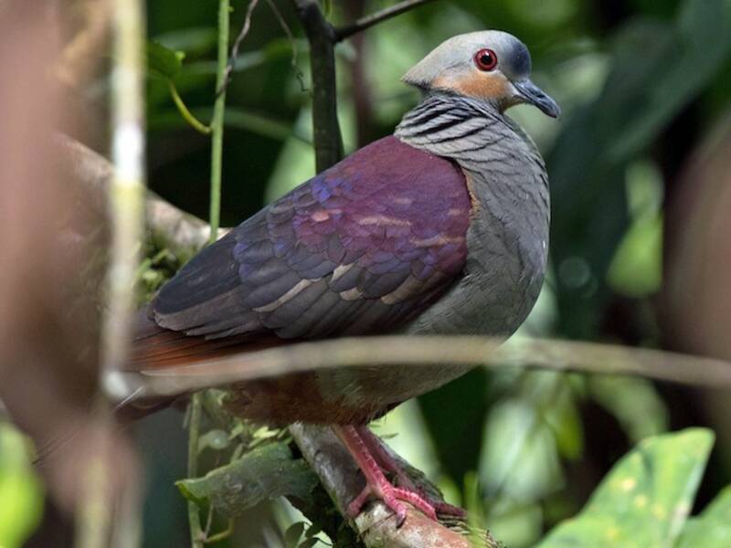Crested Quail-Dove, Photos 3