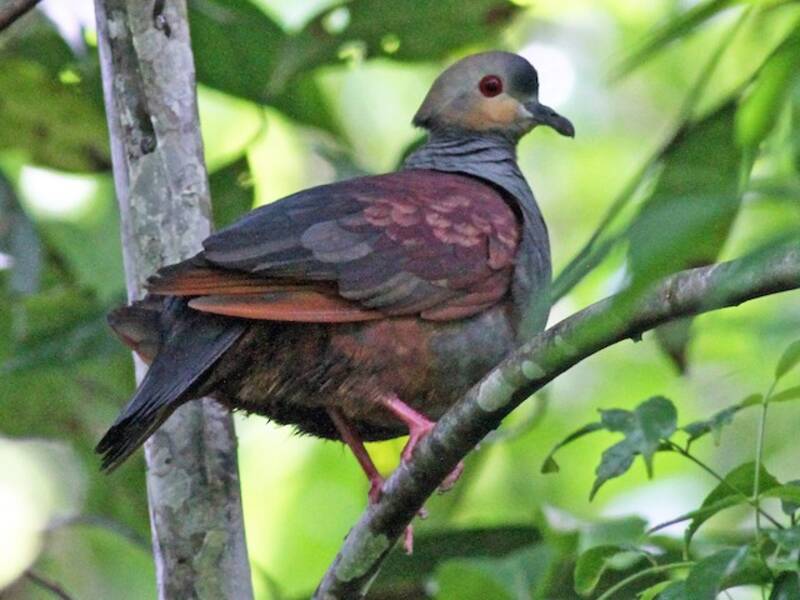 Crested Quail-Dove, Photos 2