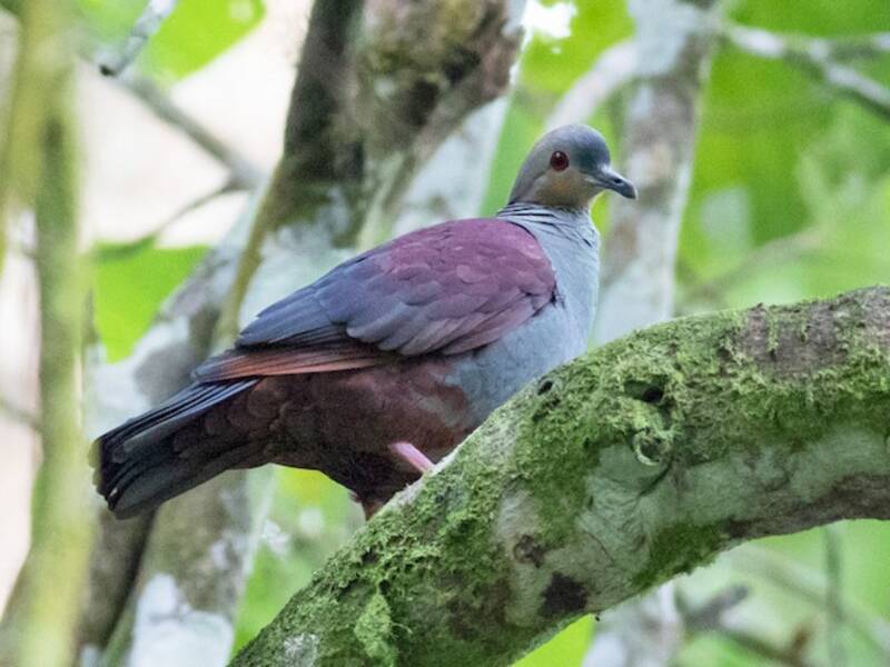 Crested Quail-Dove