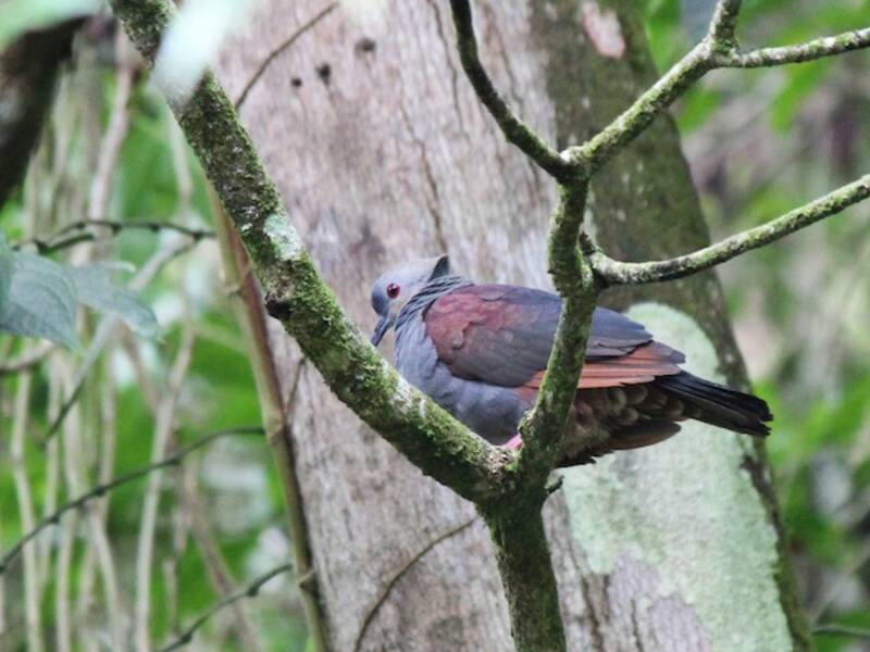 Crested Quail-Dove, Photos 4