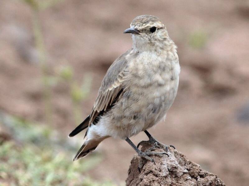 Creamy-rumped Miner, 照片 3