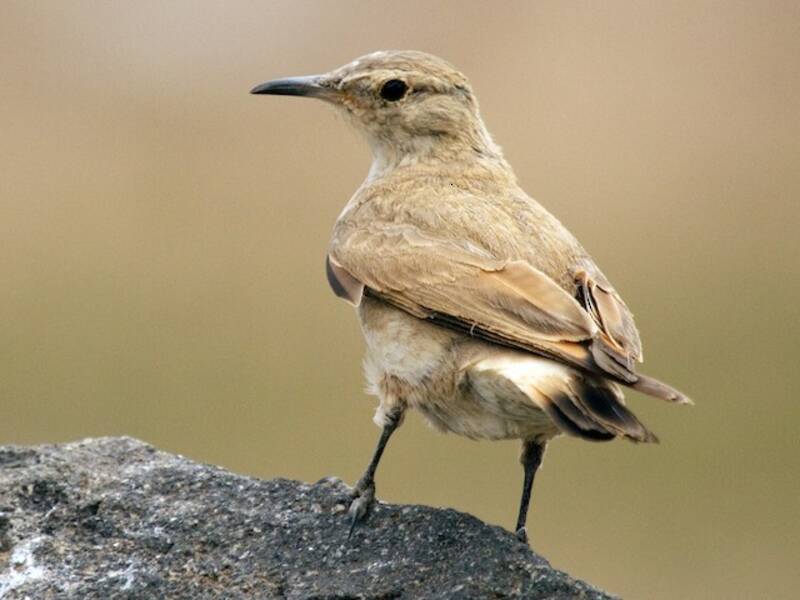 Creamy-rumped Miner, 照片 2