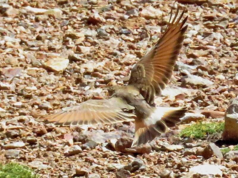 Creamy-rumped Miner, 照片 4