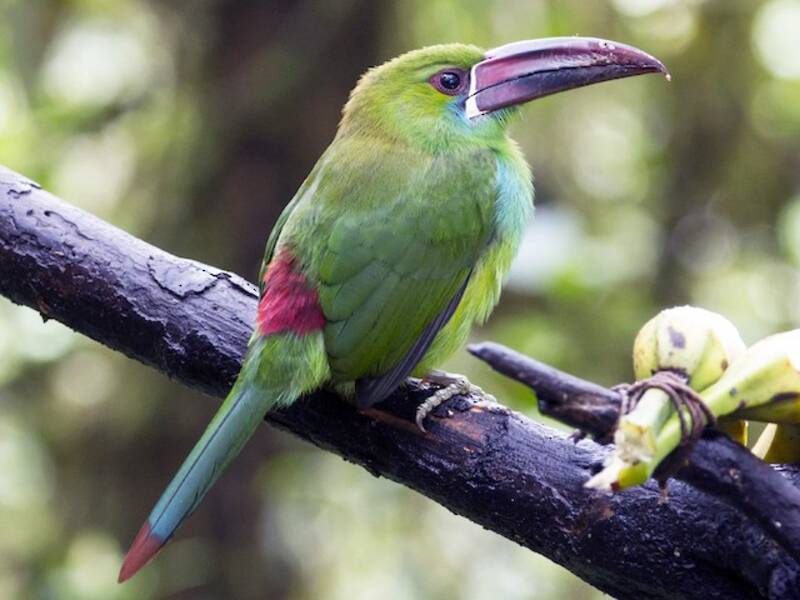 Crimson-rumped Toucanet, 照片 3