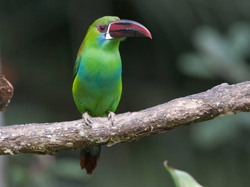 Crimson-rumped Toucanet
