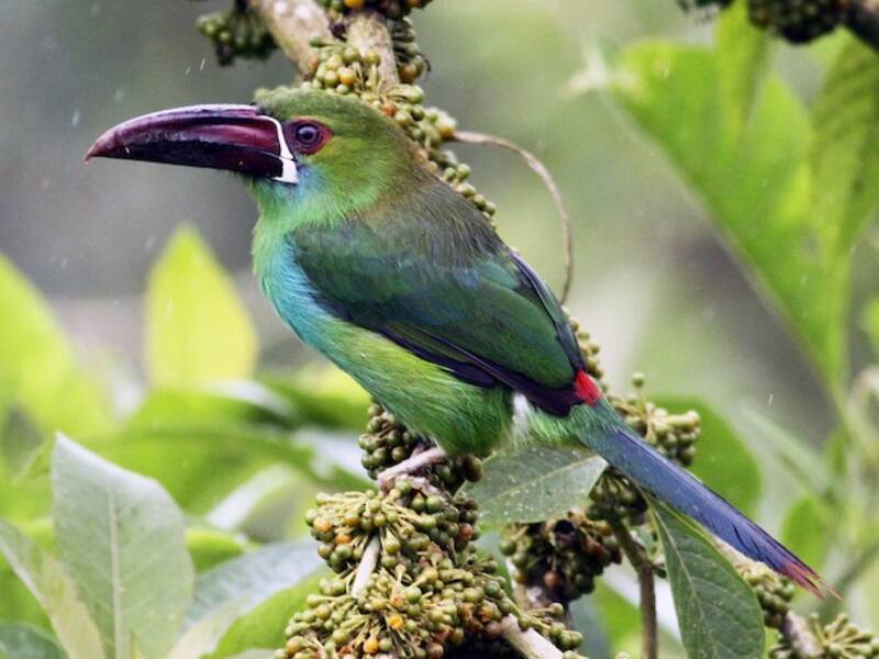 Crimson-rumped Toucanet, 照片 2