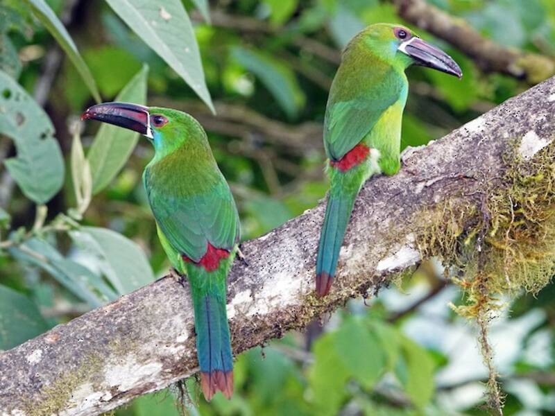 Crimson-rumped Toucanet, 照片 4