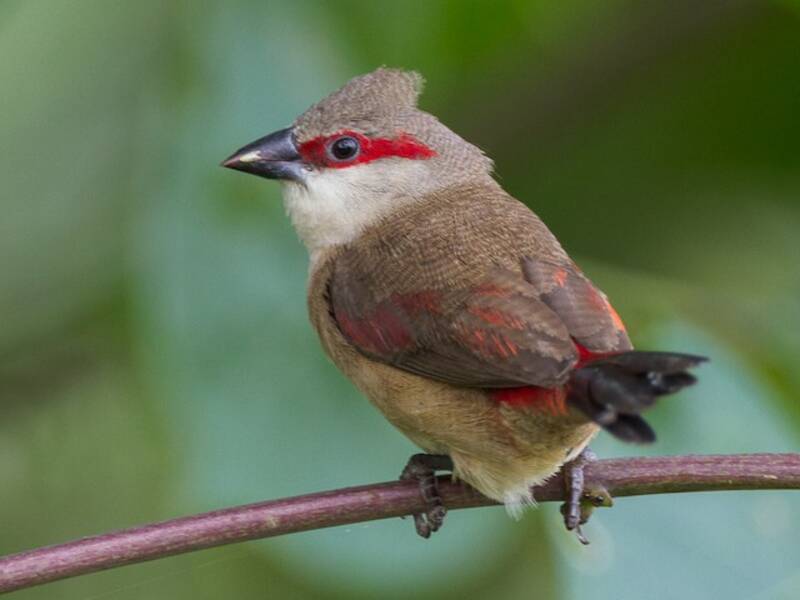 Crimson-rumped Waxbill, Photos 3