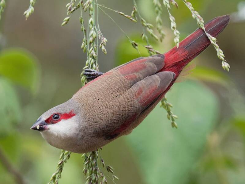 Crimson-rumped Waxbill, Photos 2