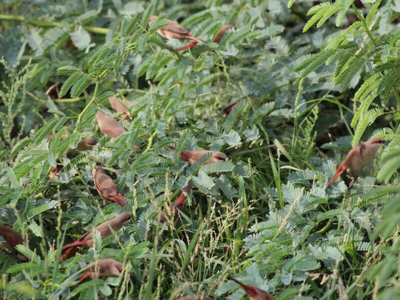 Crimson-rumped Waxbill, Photos 4