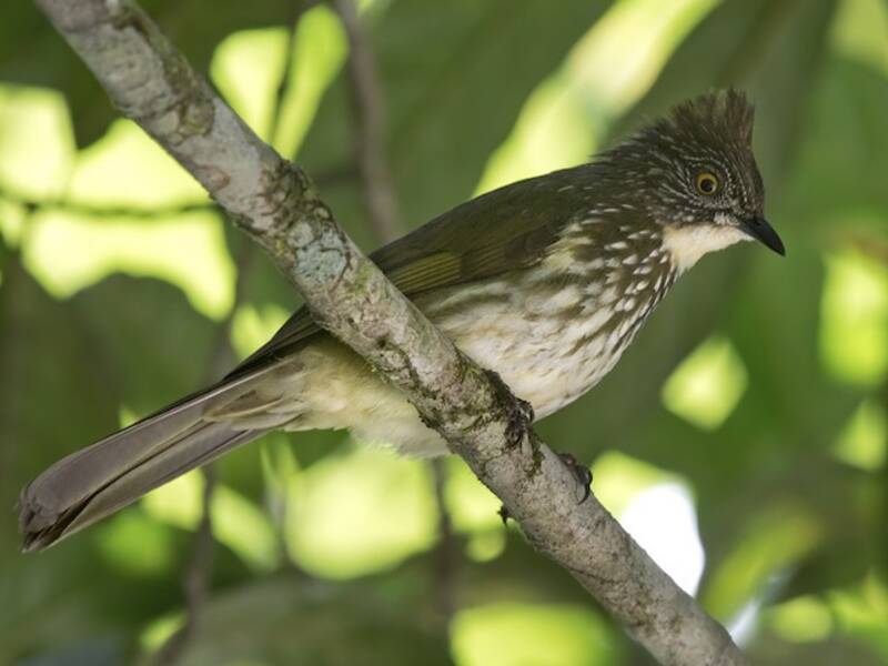 Cream-striped Bulbul, 照片 4