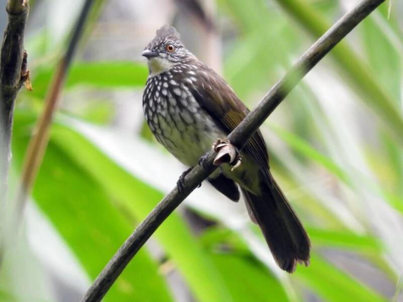 Cream-striped Bulbul, 照片 2