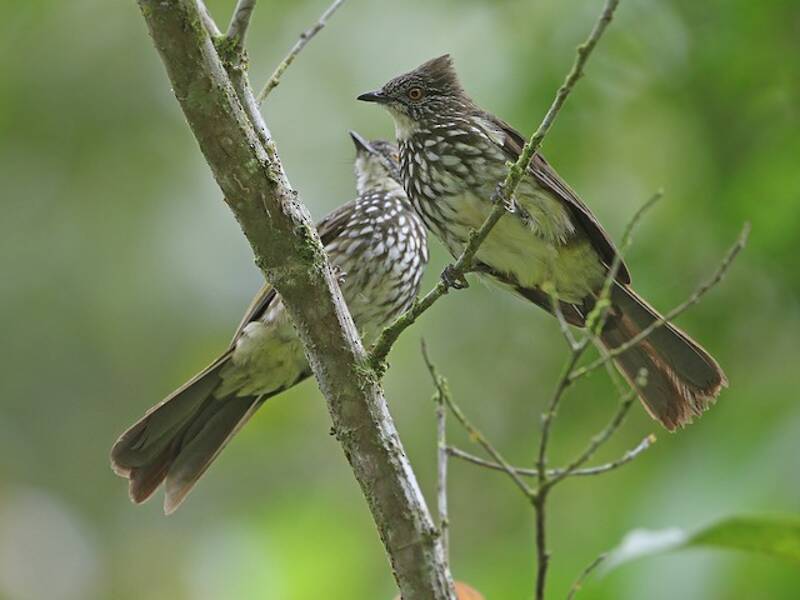 Cream-striped Bulbul, 照片 3