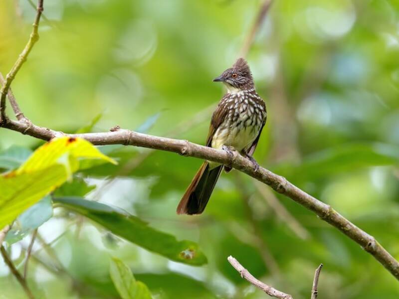 Bulbul Estriado Crema